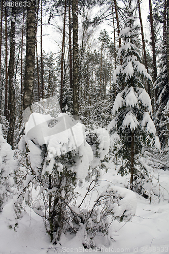 Image of trees   in winter