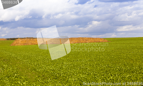 Image of heap of straw 