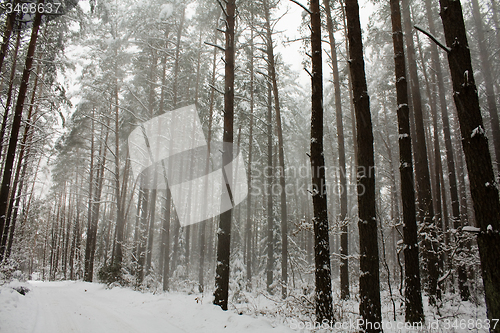 Image of trees   in winter