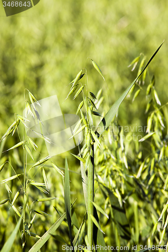 Image of green oats 