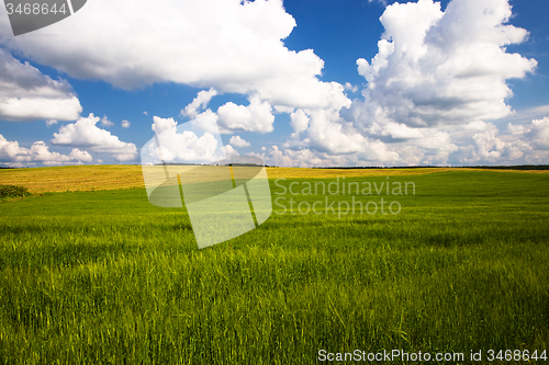 Image of  green unripe grains
