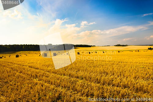 Image of  harvest company