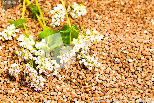 Image of   buckwheat