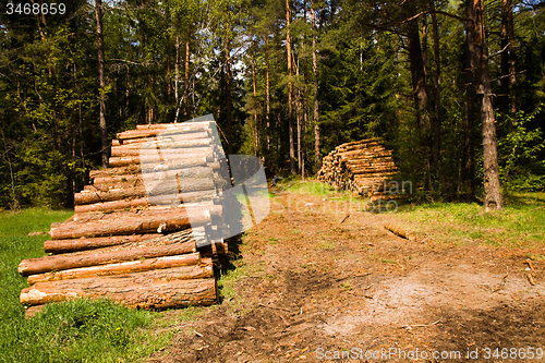 Image of   sawed trees