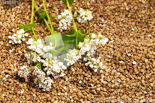 Image of buckwheat  