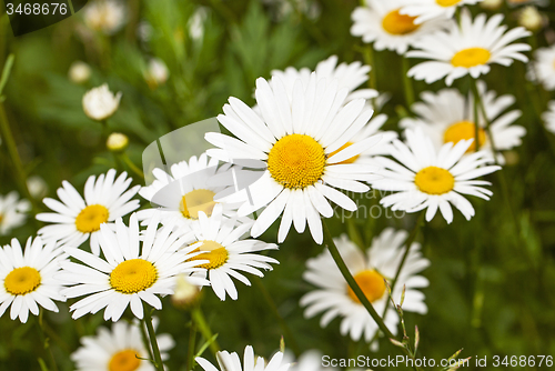 Image of camomiles  