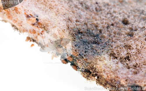 Image of mold on food 