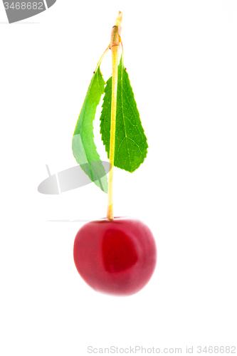 Image of red cherry 