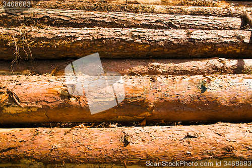Image of   sawed trees