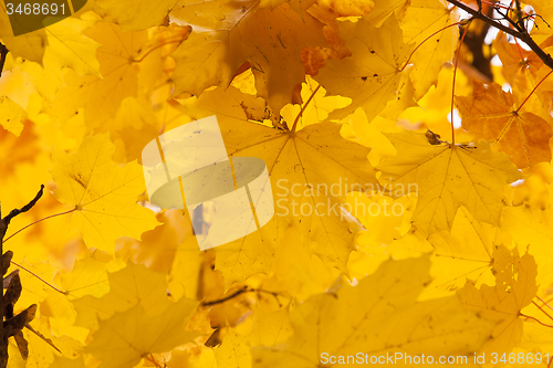 Image of old foliage. autumn  