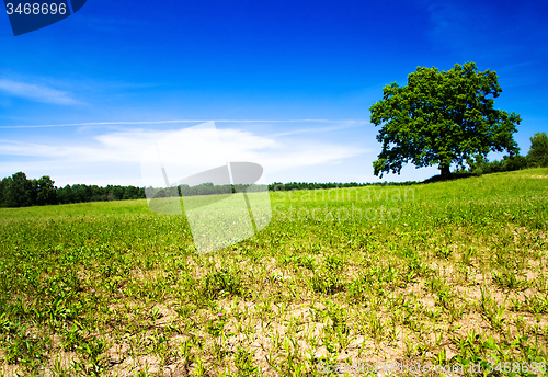 Image of tree in summer