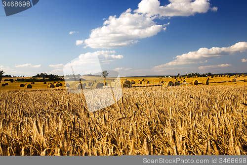 Image of  harvest company