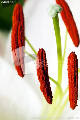 Image of lily stamen  