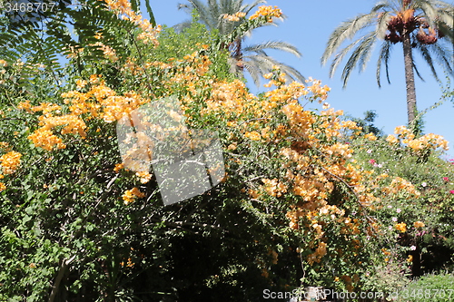 Image of Beautiful flowers and a palm tree_5729