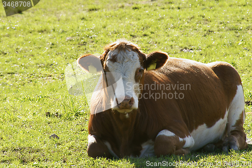 Image of procumbent cow