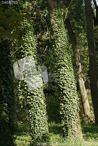 Image of tree with natural cover, populus    