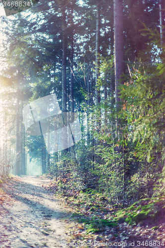 Image of Forest footpath