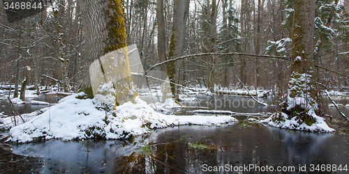 Image of Winter landscape of first snow in old forest