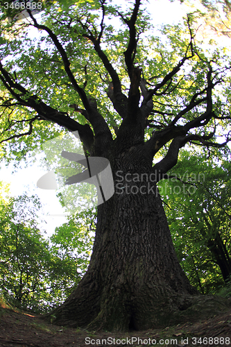Image of old oak tree