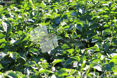 Image of potatoes plants