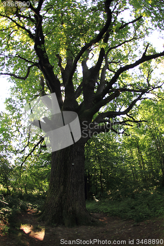 Image of old oak tree