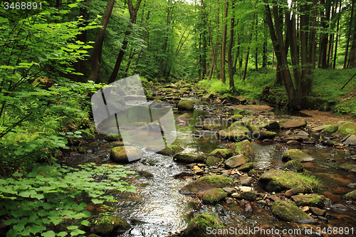 Image of river in the spring forest