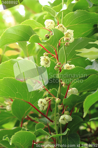 Image of kiwi flowers