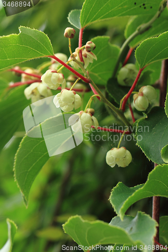 Image of kiwi flowers