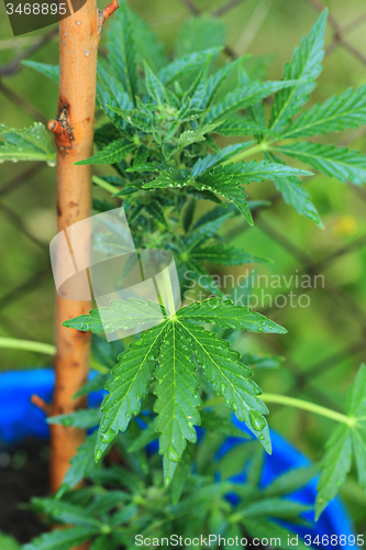 Image of marijuana plant