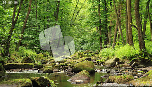 Image of river in the spring forest