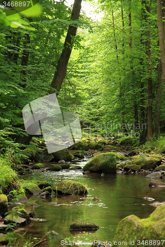 Image of river in the spring forest