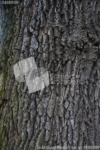 Image of oak bark texture