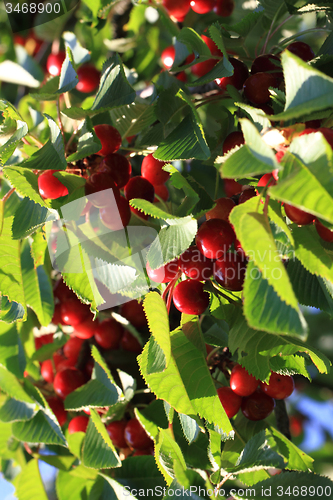 Image of cherry fruits tree 