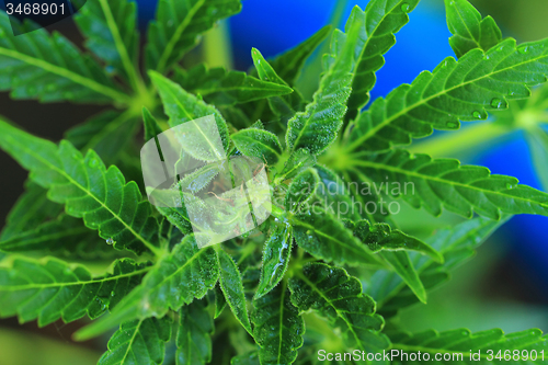 Image of marijuana plant