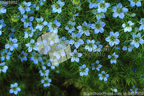 Image of blue flowers background
