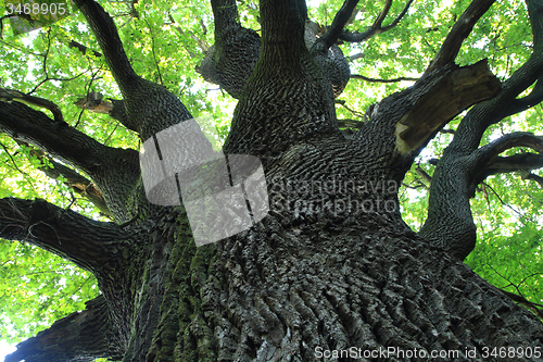 Image of old oak tree