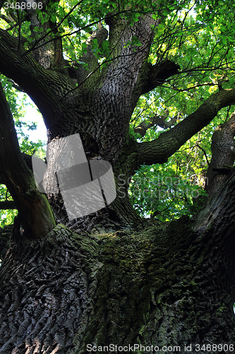 Image of old oak tree