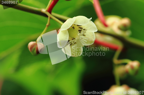 Image of kiwi flowers