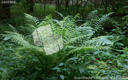 Image of Large fern bunch in summer forest