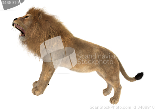 Image of Male Lion