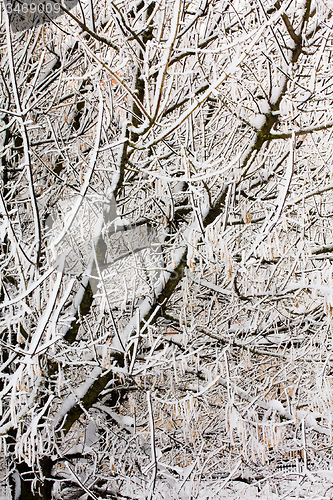 Image of trees   in winter