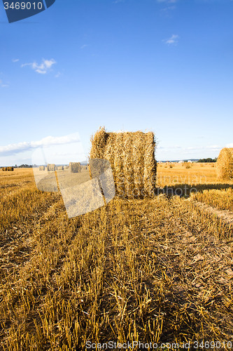 Image of  harvest company