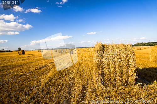 Image of  harvest company