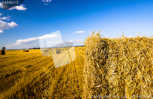 Image of  harvest company