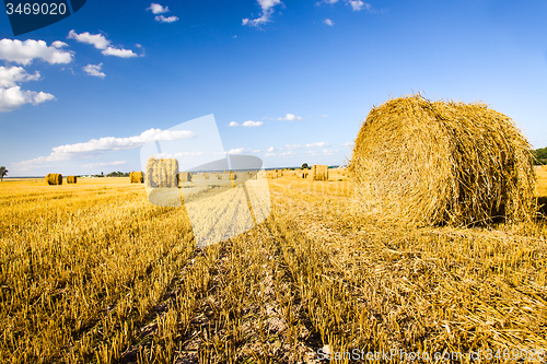 Image of  harvest company