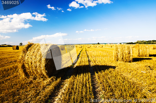Image of  harvest company