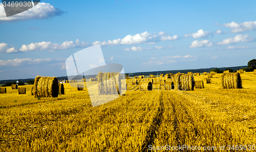 Image of  harvest company