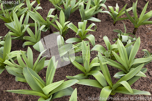 Image of large garlic  