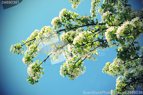 Image of Branch of a spring tree with beautiful white flowers