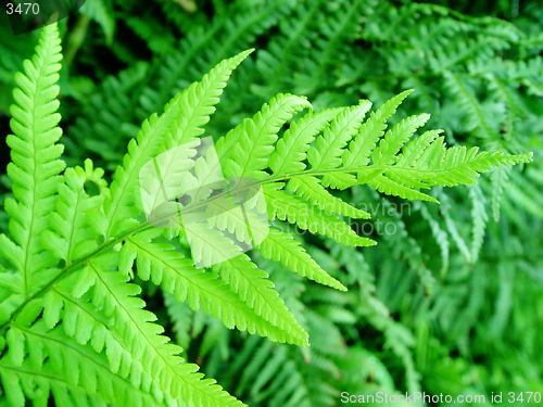 Image of fern